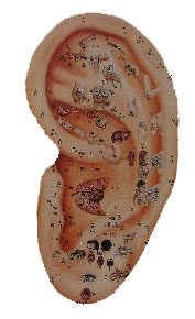 Foto einer Abbildung des menschlichen Ohres mit eingezeichneten Akupunkturpunkten